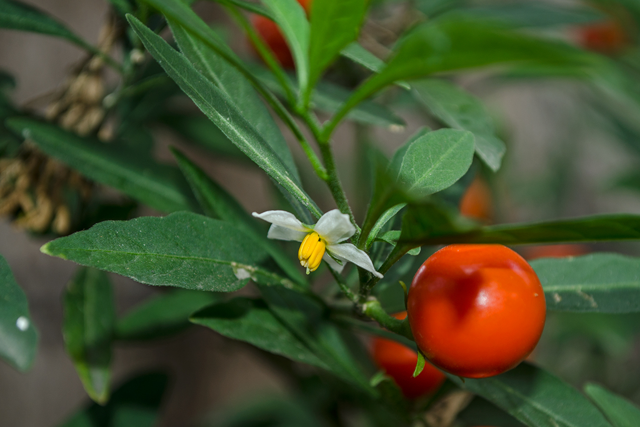 Паслен желтый фото Solanum pseudocapsicum - Image of an specimen - Plantarium