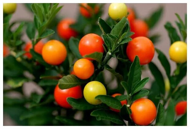 Паслен желтый фото Паслен желтый (лат. Solanum villosum) семена 25шт - купить по выгодной цене на Я