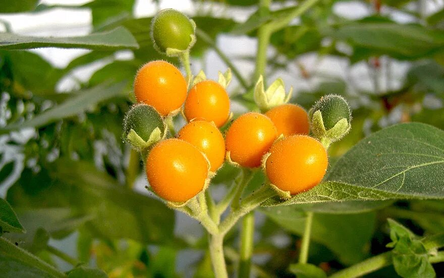 Паслен желтый фото Zwerg-Tamarillo (Pflanze) Kräuter für Kinder Verwendung Rühlemann's Kräuter und 