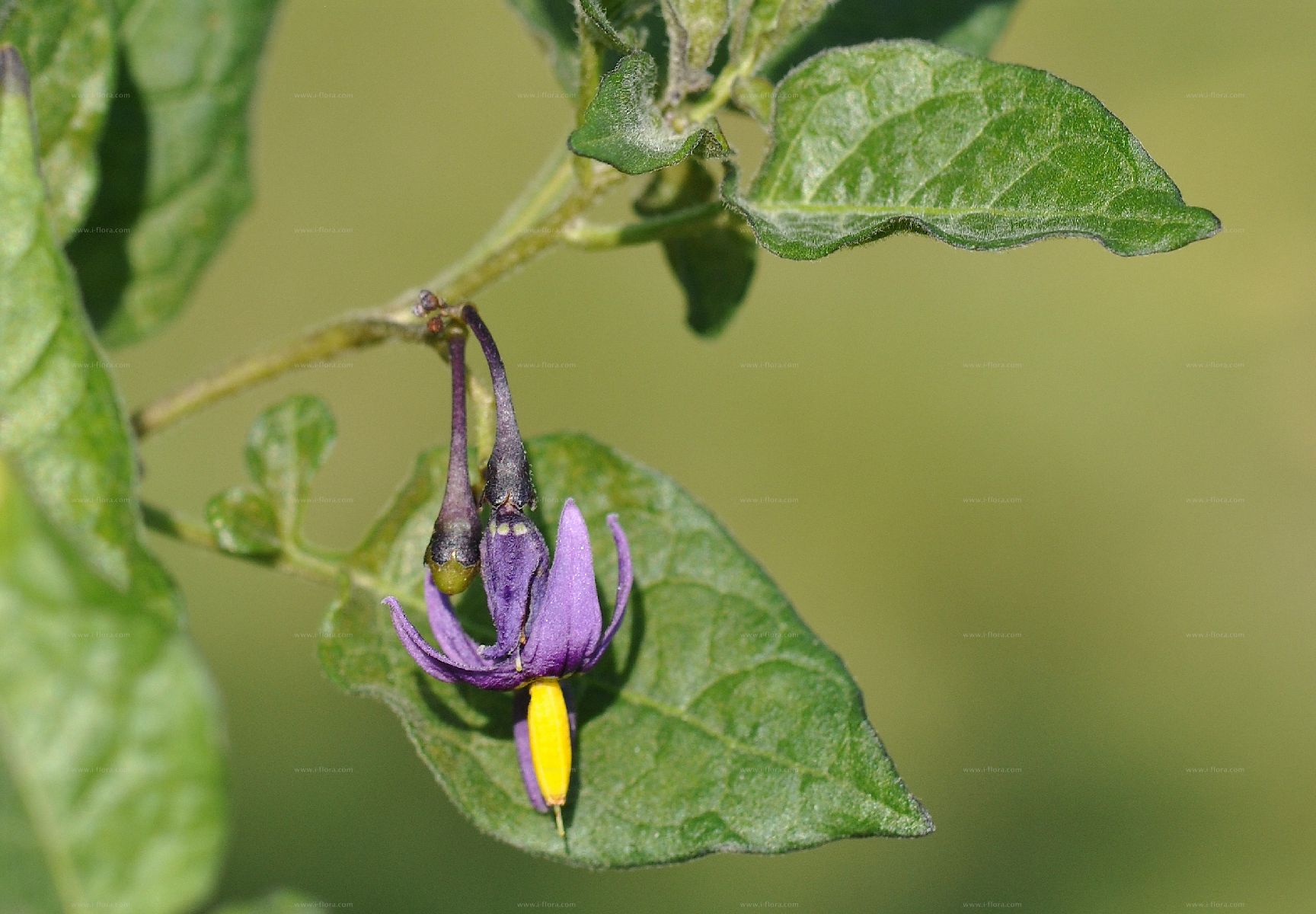 Паслен желтый фото Search for species - Bittersüßer Nachtschatten (Solanum dulcamara L.