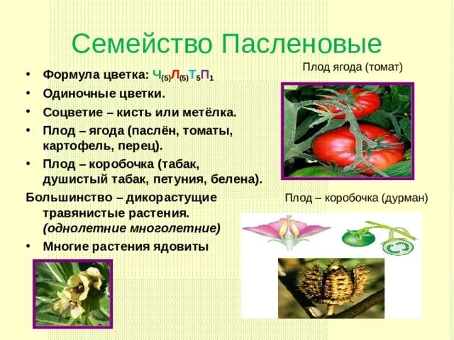 Пасленовые овощи что это список и фото Семейство класса двудольных