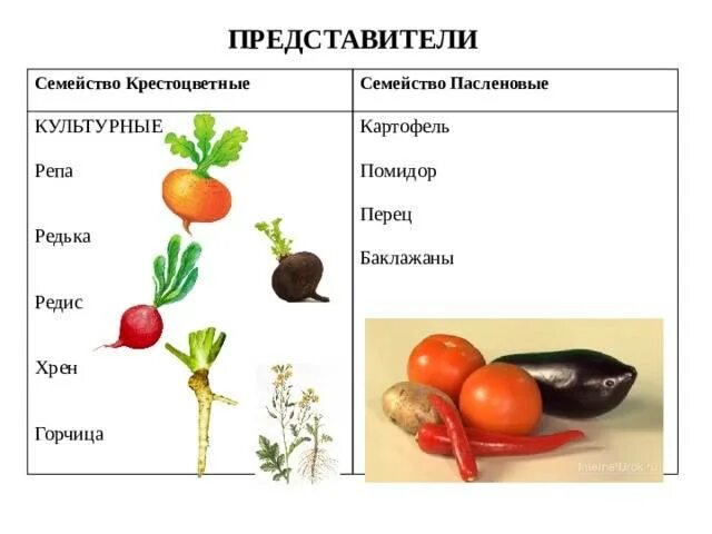 Пасленовые овощи что это список и фото Список овощей, относящихся к пасленовым культурам, овощи семейства пасленовых