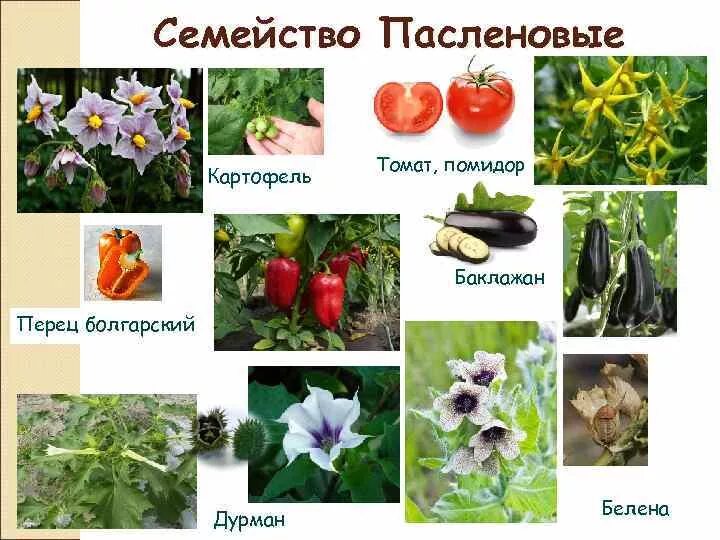 Пасленовые овощи что это список и фото Пасленовые: представители семейства, виды и список пасленовых растений