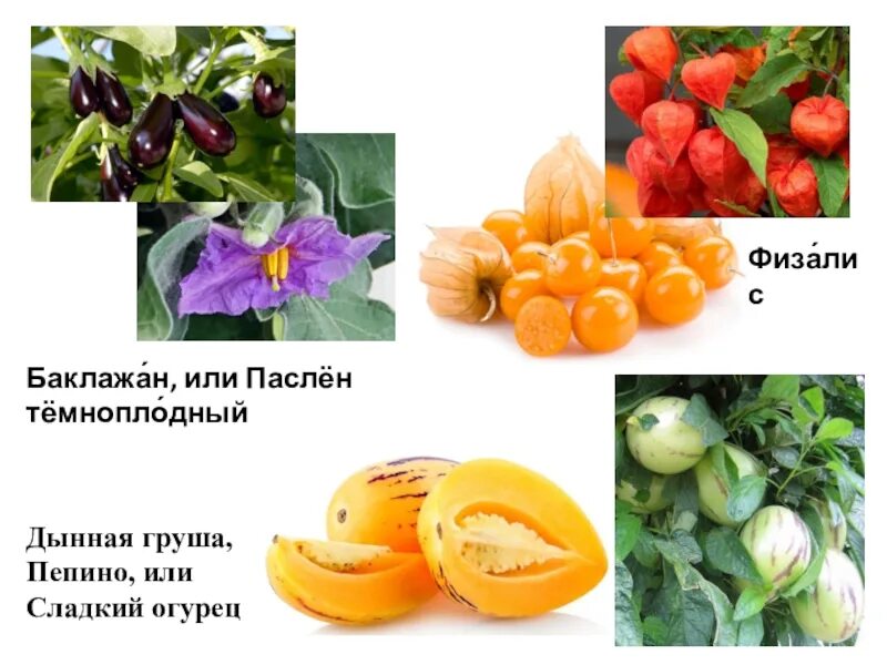 Пасленовые овощи что это список и фото Пасленовые овощи и фрукты