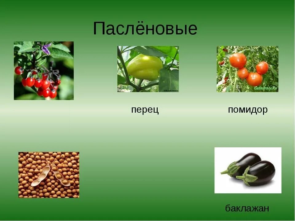 Пасленовые овощи что это список и фото Список овощей, относящихся к пасленовым культурам, овощи семейства пасленовых