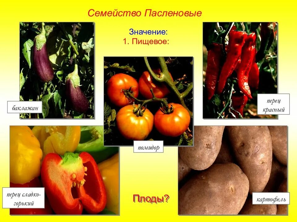 Пасленовые овощи что это список и фото Пасленовые овощи и фрукты - CoffeePapa.ru