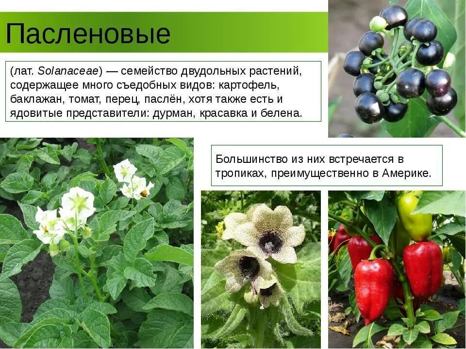 Пасленовые овощи что это список и фото Пасленовые: представители семейства, виды и список пасленовых растений