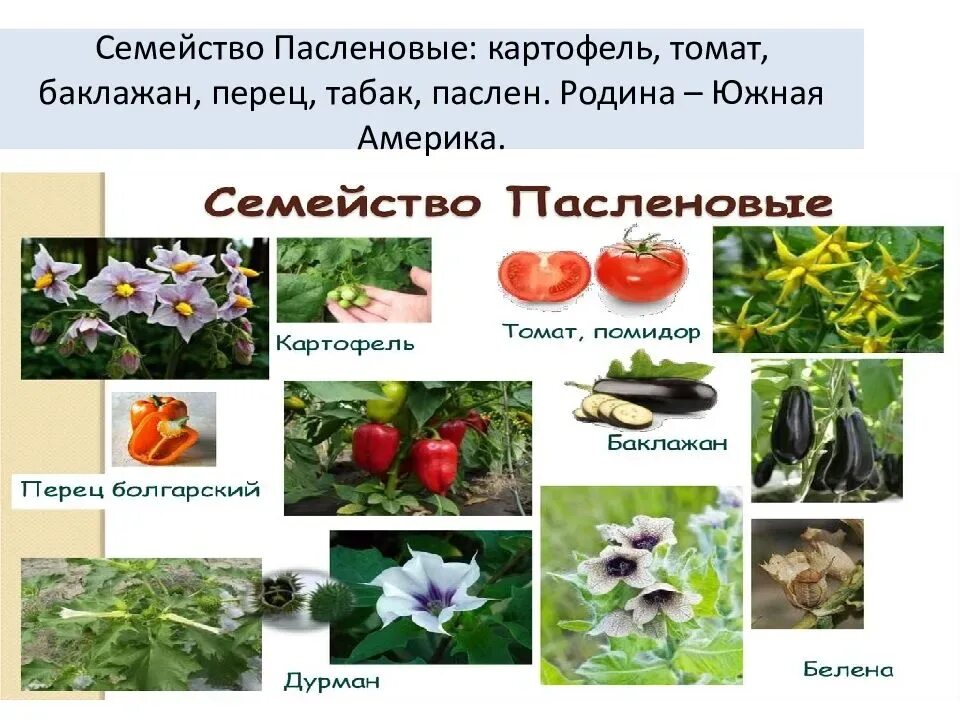 Пасленовые овощи что это список и фото Пасленовые: представители семейства, виды и список пасленовых растений