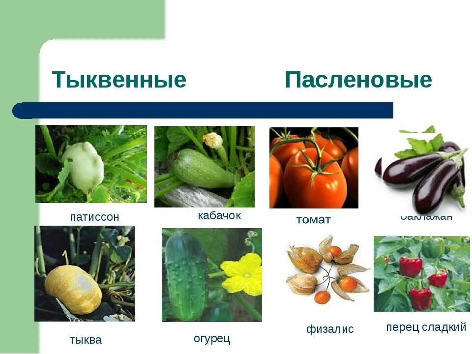 Пасленовые овощи что это список и фото Список овощей, относящихся к пасленовым культурам, овощи семейства пасленовых