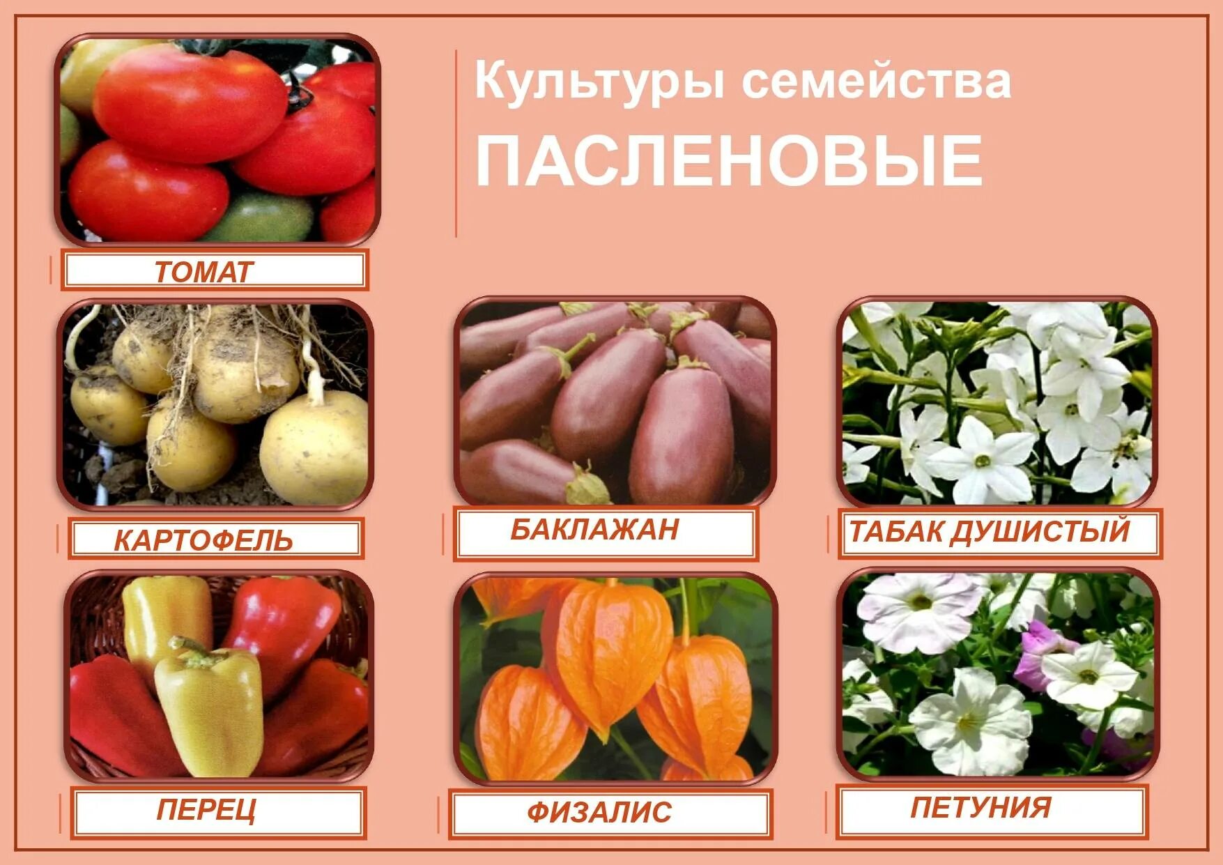 Пасленовые овощи что это список и фото Список овощей, относящихся к пасленовым культурам, овощи семейства пасленовых