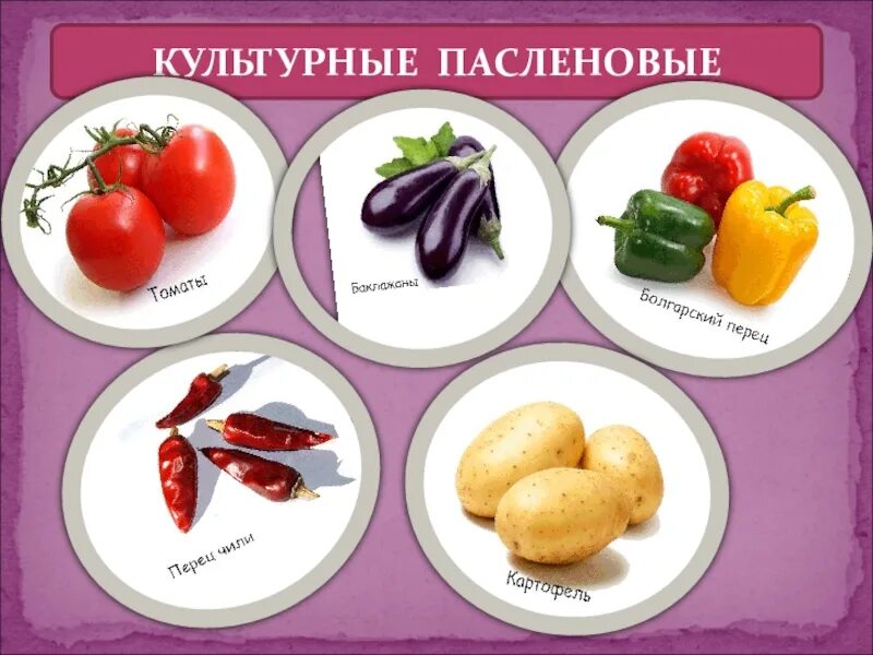 Пасленовые овощи что это список и фото Пасленовые список CoffMachines.ru