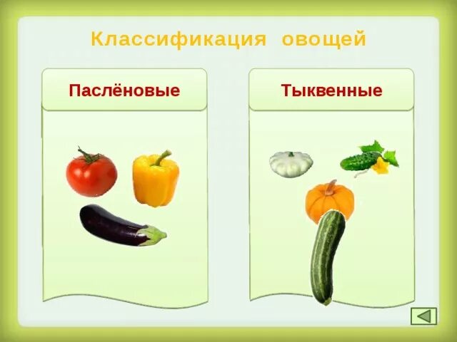 Пасленовые овощи что это список и фото Пирамида правильного питания