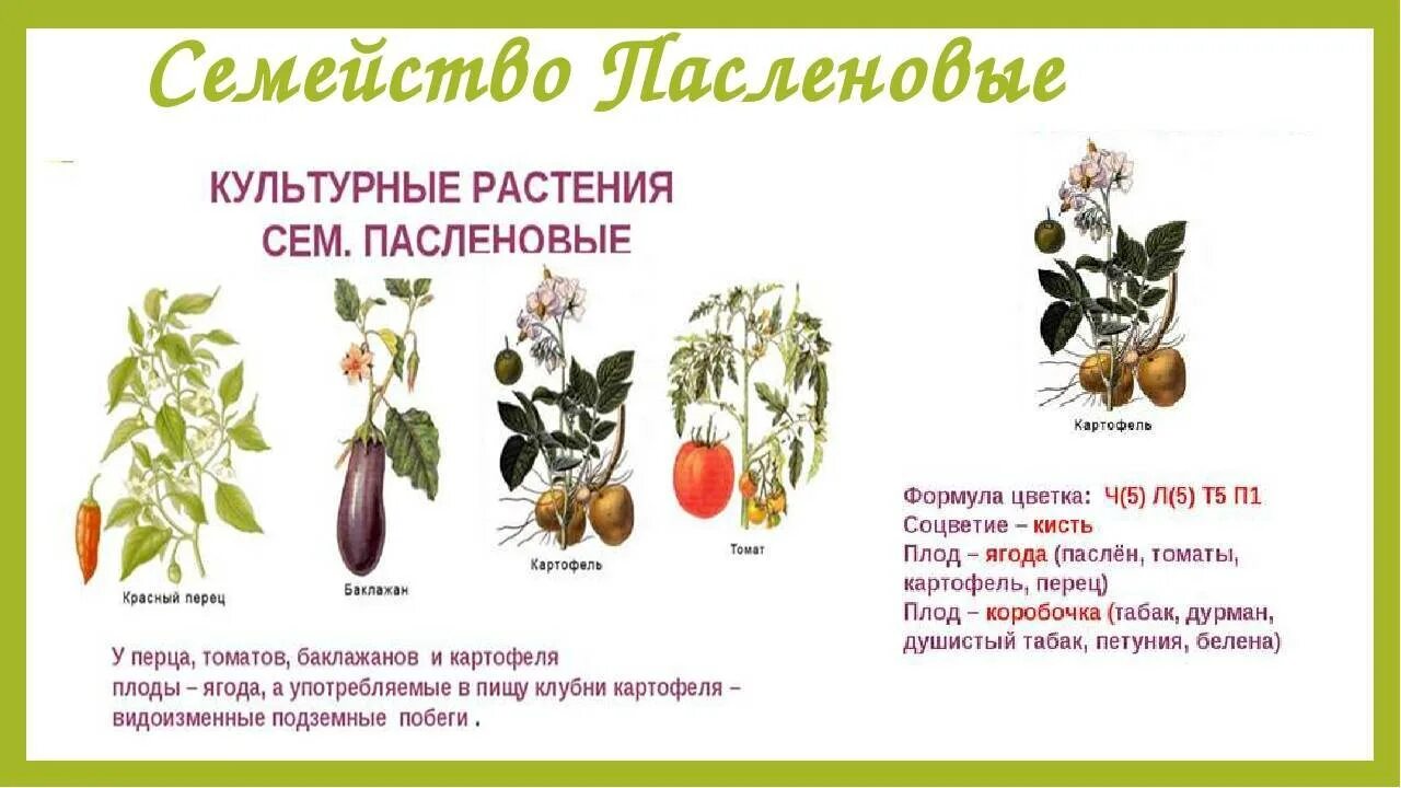 Пасленовые овощи что это список и фото Список овощей, относящихся к пасленовым культурам, овощи семейства пасленовых