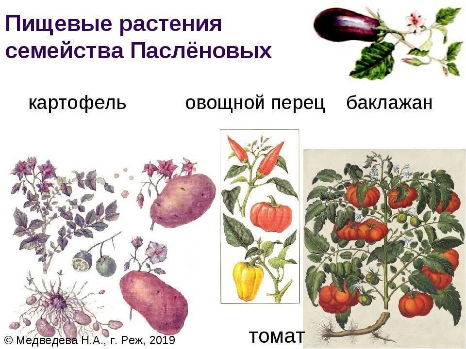 Пасленовые овощи что это список и фото Список овощей, относящихся к пасленовым культурам, овощи семейства пасленовых