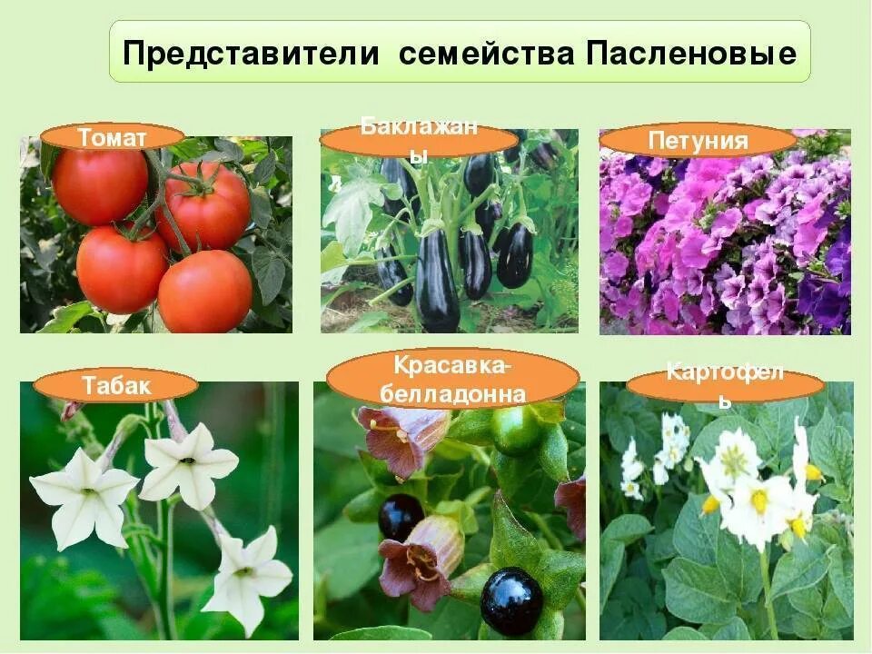 Пасленовые овощи что это список и фото Пасленовые: представители семейства, виды и список пасленовых растений
