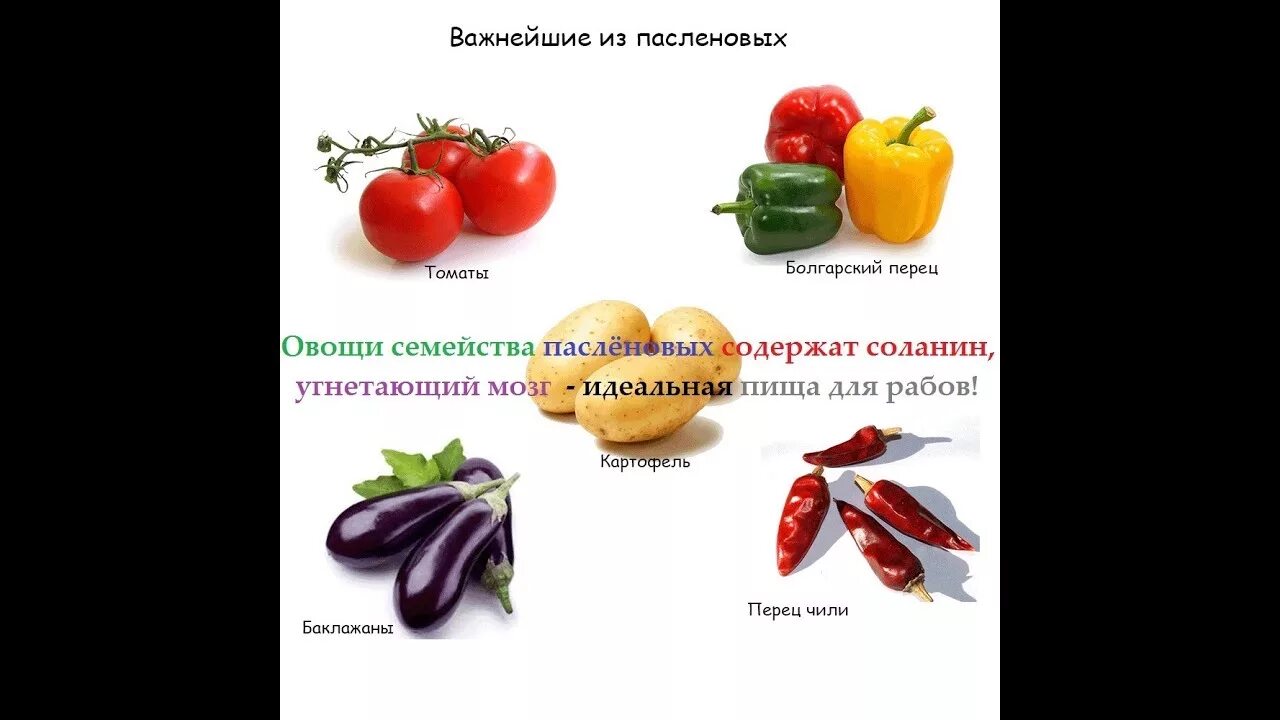Пасленовые овощи что это список и фото Почему лучше не есть плоды паслёновых? - YouTube