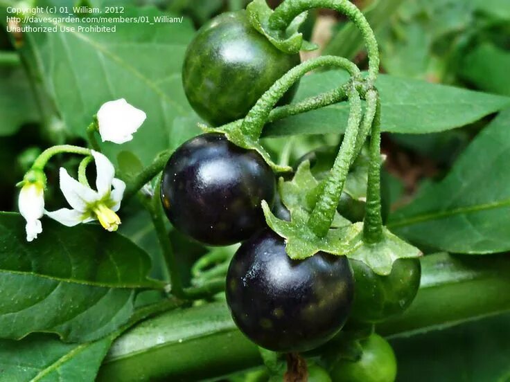 Пасленовые овощи фото Full size picture of American Black Nightshade, Common Nightshade, Black Nightsh