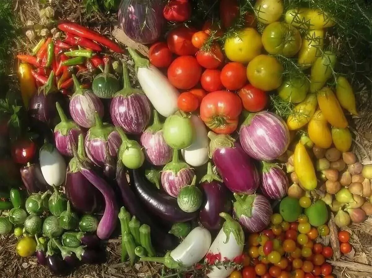 Пасленовые овощи фото Овощные культуры семейства пасленовых - найдено 90 фото