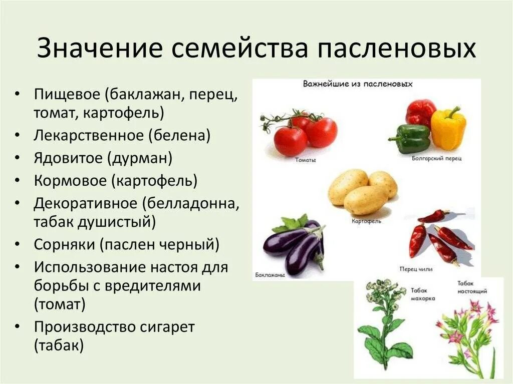 Пасленовые овощи фото Пасленовые: представители семейства, виды и список пасленовых растений