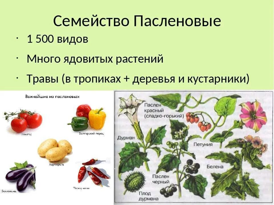 Пасленовые овощи фото Список овощей, относящихся к пасленовым культурам, овощи семейства пасленовых
