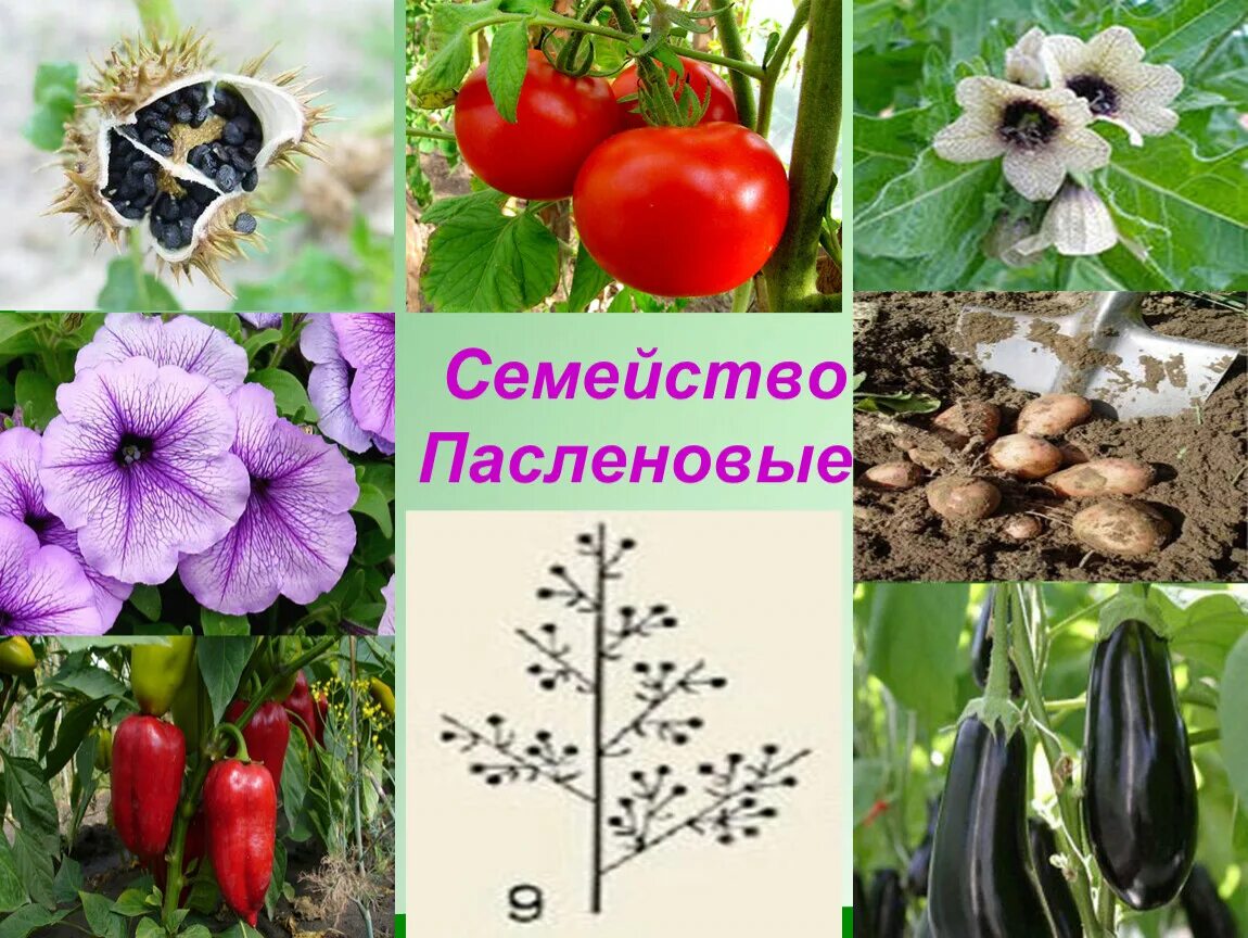 Пасленовые овощи фото Разработка открытого урока "Систематика растений"( 6 класс, биология)