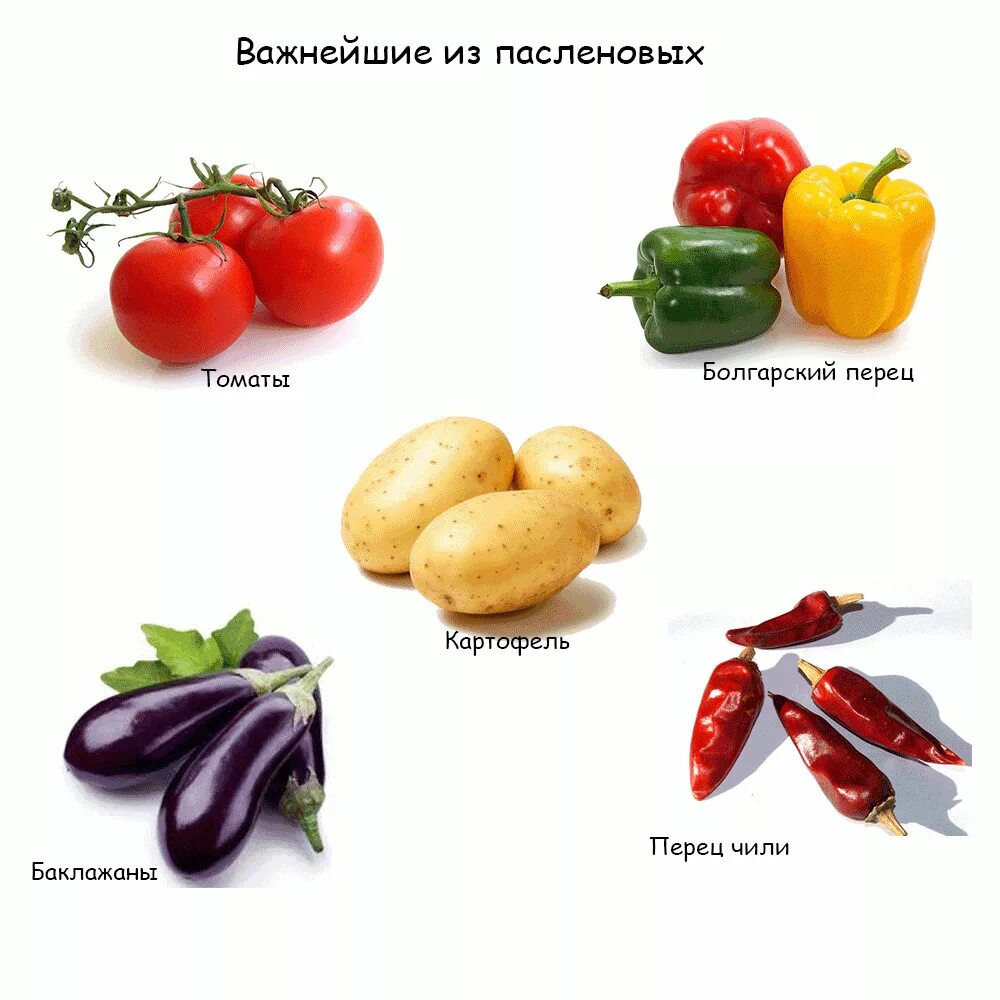 Пасленовые овощи фото Котлеты из вареного картофеля фото - Тоши Суши