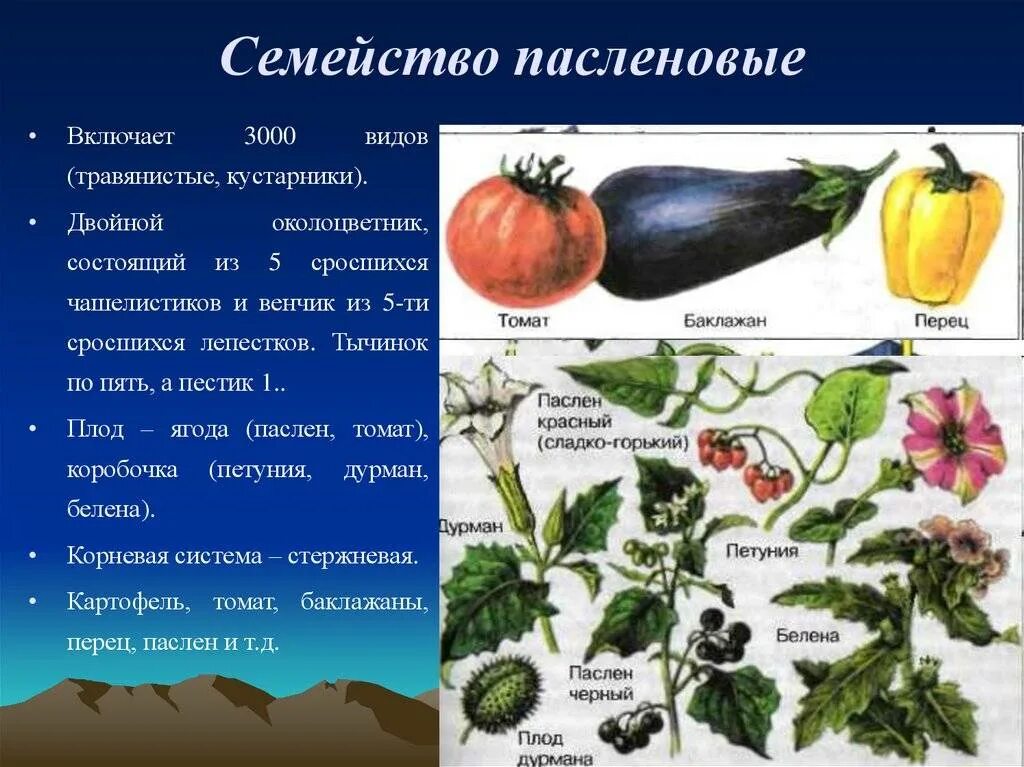 Пасленовые овощи фото Какие овощи семейства пасленовых