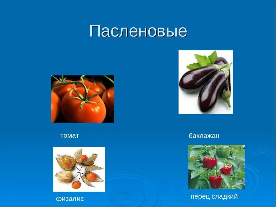 Пасленовые овощи список и фрукты названий фото Пасленовые овощи и фрукты - CoffeePapa.ru