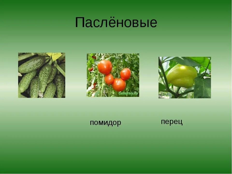 Пасленовые овощи список и фрукты названий фото Список овощей, относящихся к пасленовым культурам, овощи семейства пасленовых