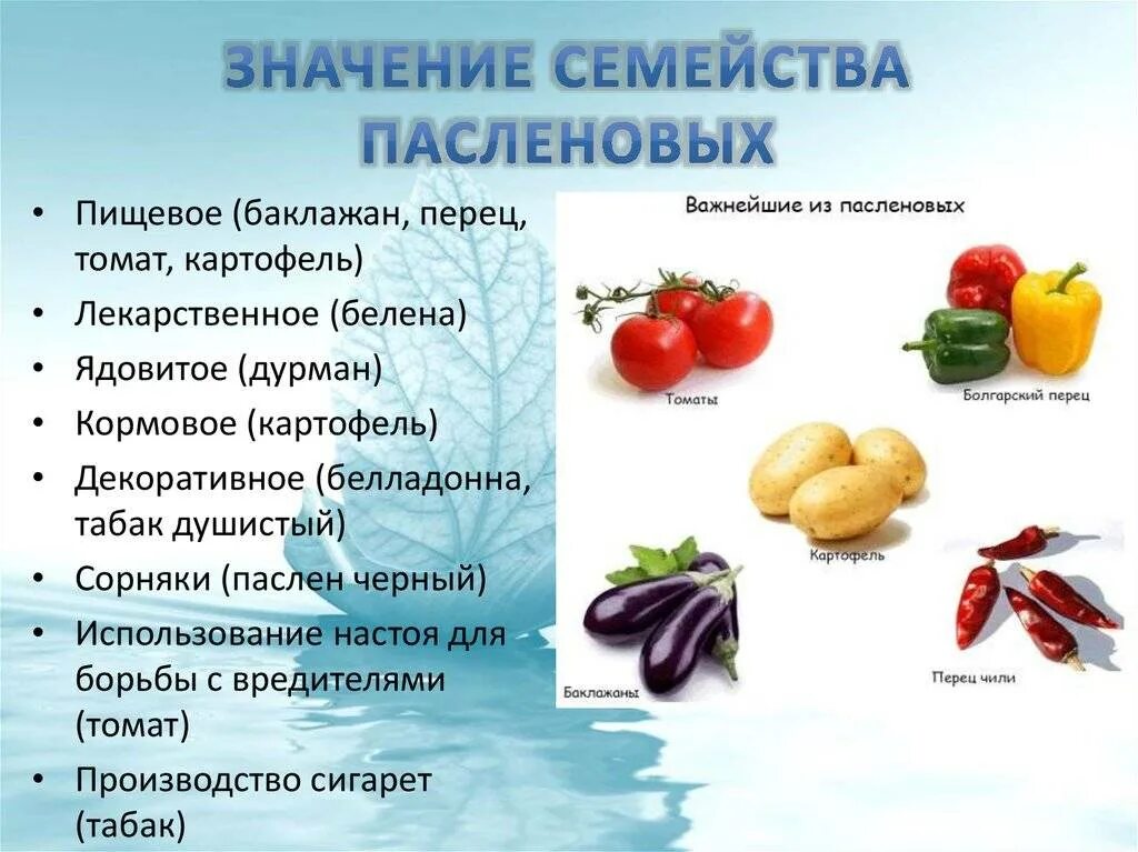 Пасленовые овощи список и фрукты названий фото Список овощей, относящихся к пасленовым культурам, овощи семейства пасленовых