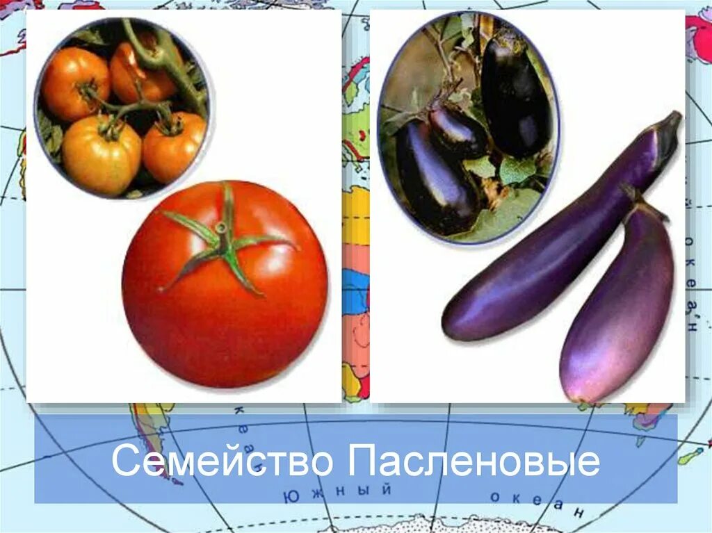 Пасленовые овощи список и фрукты названий фото Пасленовые овощи и фрукты список - CoffeePapa.ru