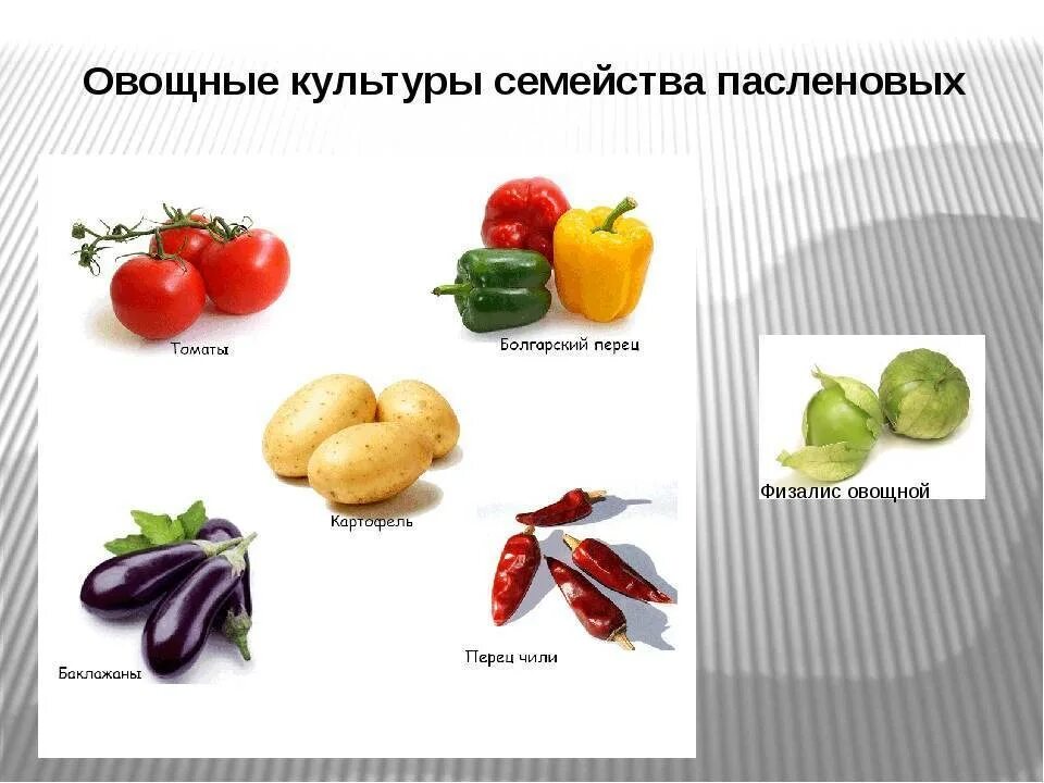 Пасленовые овощи список и фрукты названий фото Пасленовые овощи и фрукты - CoffeePapa.ru
