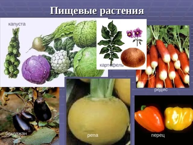 Пасленовые овощи список и фрукты названий фото Пасленовые и Крестоцветные