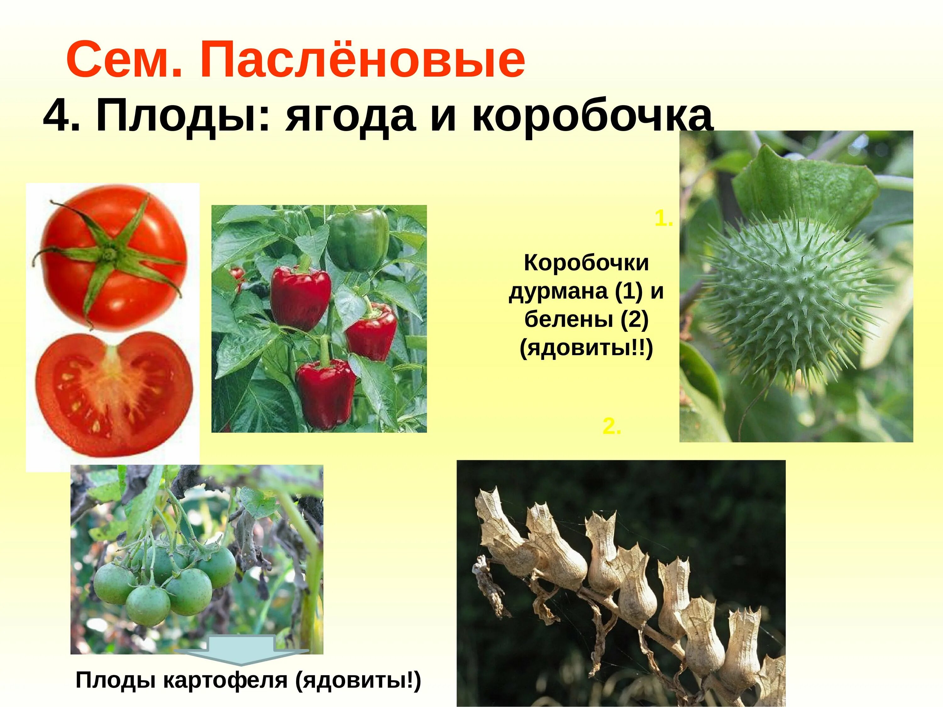 Пасленовые овощи список и фрукты названий фото Пасленовые продукты - CoffeePapa.ru