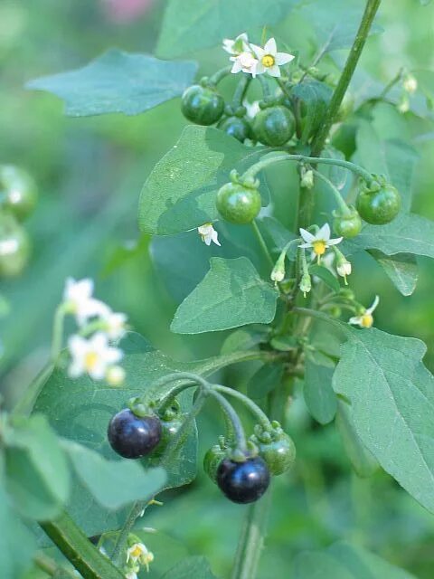 Пасленовые растения фото с ягодами Pin on In the ＧＡＲＤＥＮ ✿ ❀