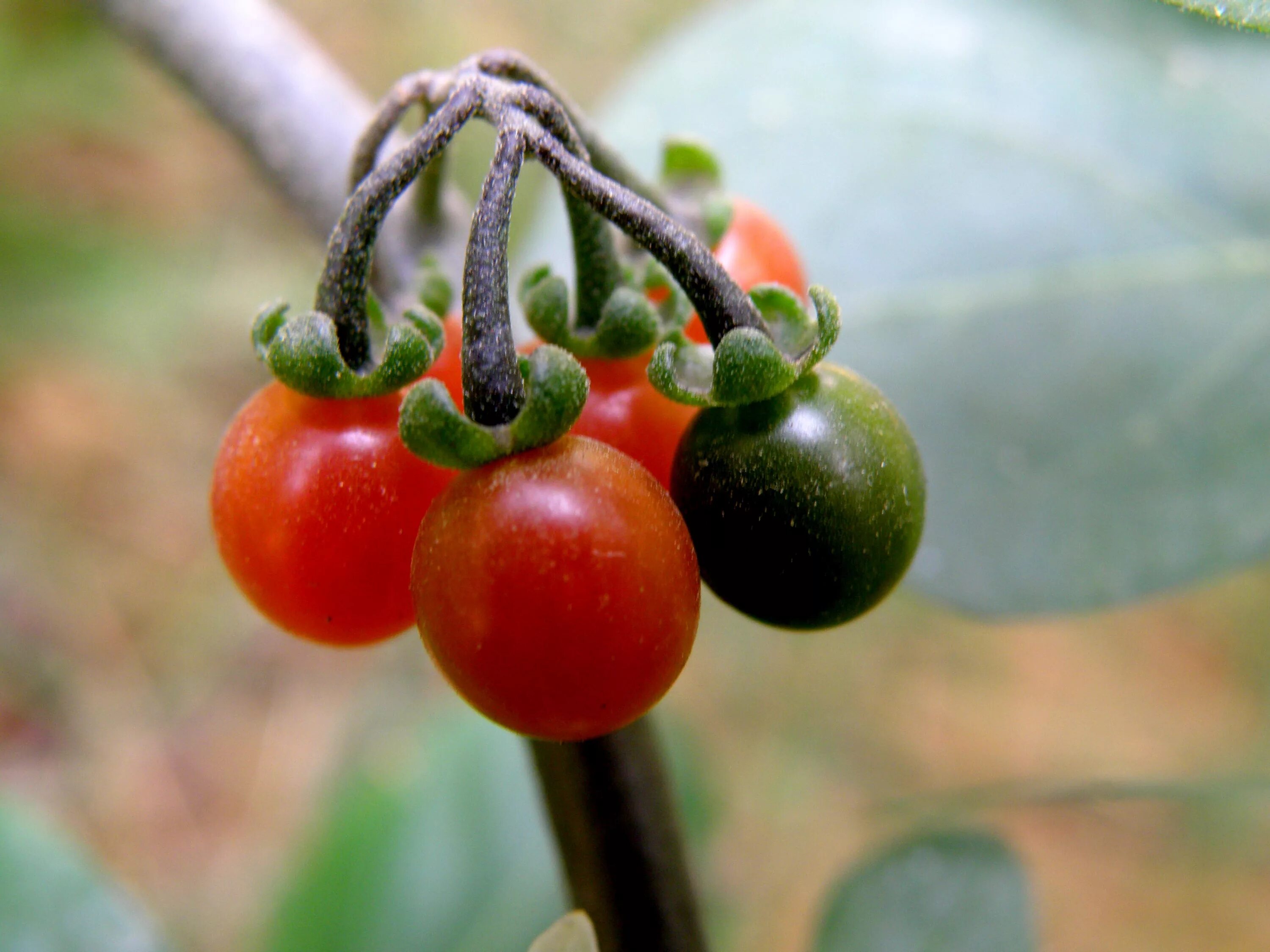 Пасленовые растения фото с ягодами File:Solanum Nigrum Berries.jpg - Wikipedia