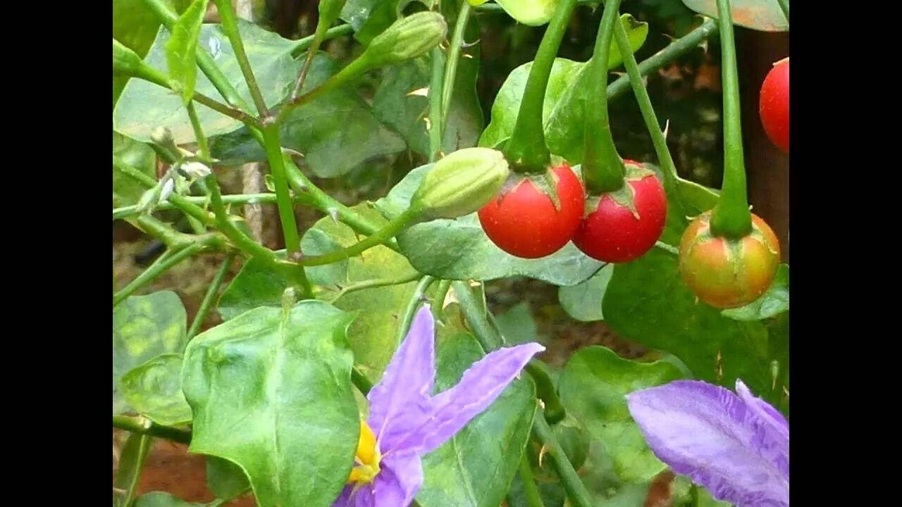 Пасленовые растения фото с ягодами ПАСЛЕН (SOLANUM) сем. Пасленовые - YouTube