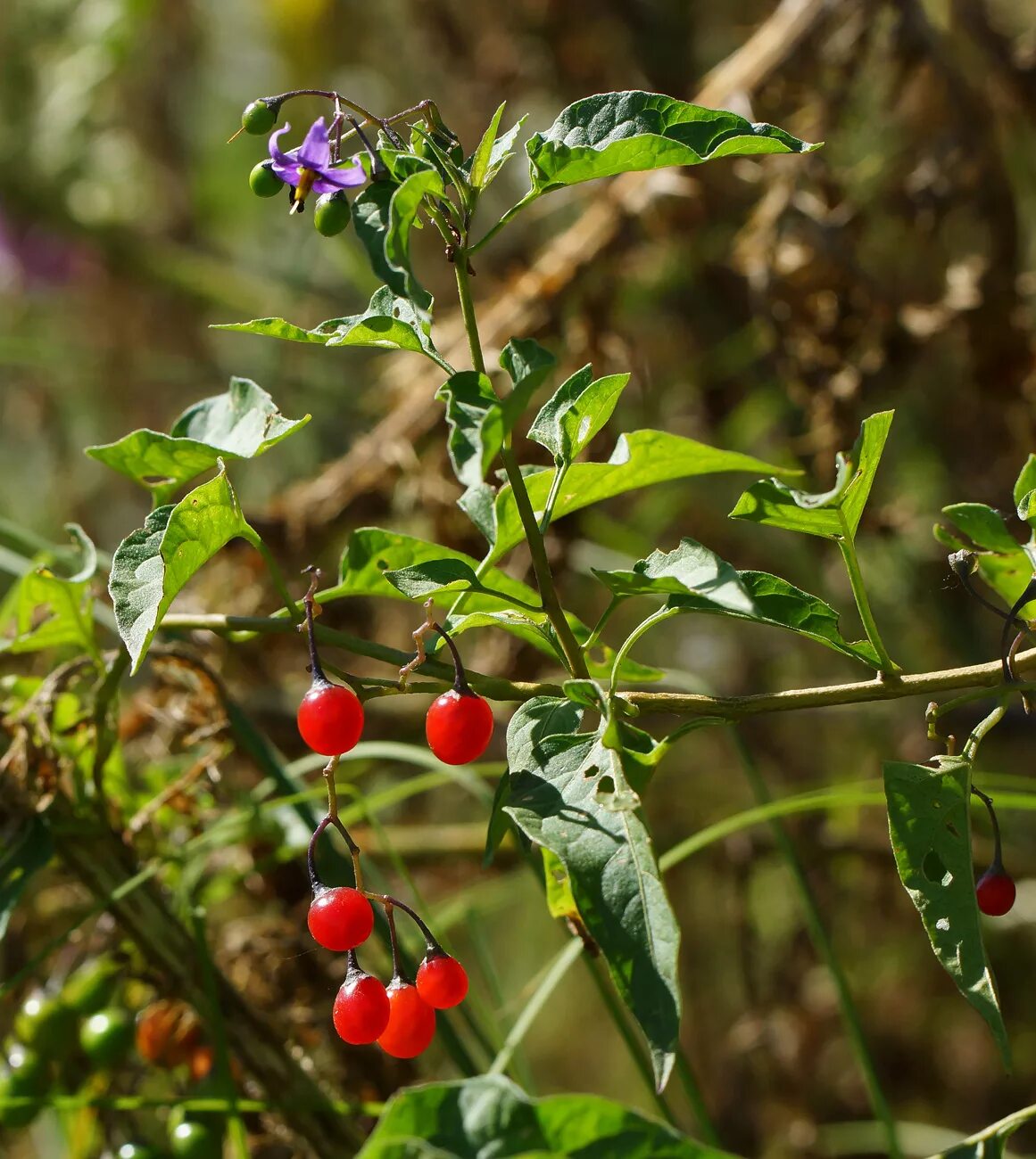 Пасленовые растения фото с ягодами Solanum dulcamara - Image of an specimen - Plantarium