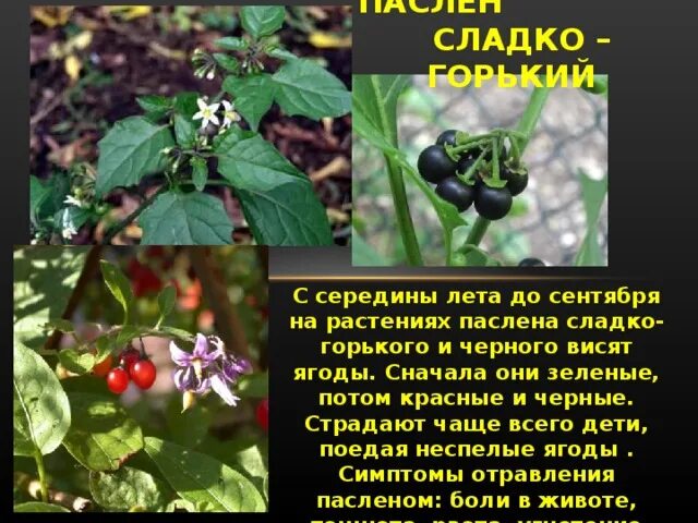 Пасленовые растения фото с ягодами и названием Вредные растения - начальные классы, презентации
