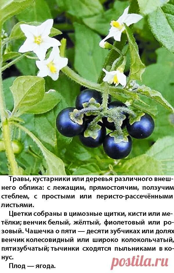 Пасленовые растения фото с ягодами и названием Паслён (лат. Solánum) - род растений семейства Паслёновые (Solanaceae), содержа 