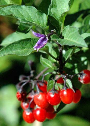 Пасленовые растения фото с ягодами и названием Bittersweet Nightshade Poisonous plants, Plants, Deadly plants