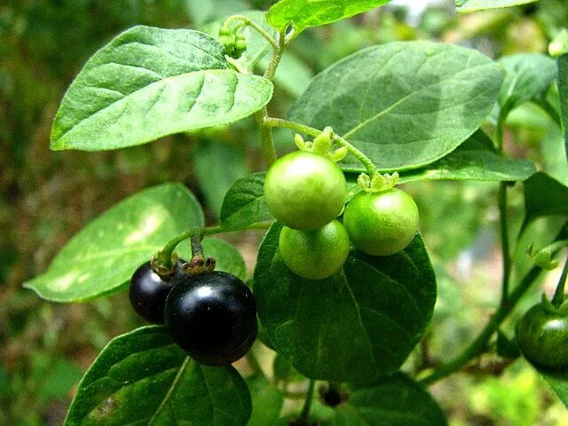 Пасленовые растения фото с ягодами и названием File:Solanum americanum (4898754585).jpg - Wikipedia