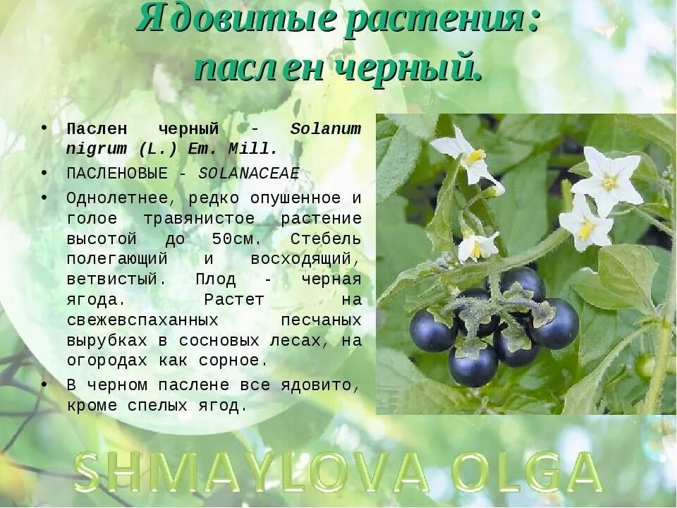 Пасленовые растения фото с ягодами и названием Ягоды паслен - CoffeePapa.ru