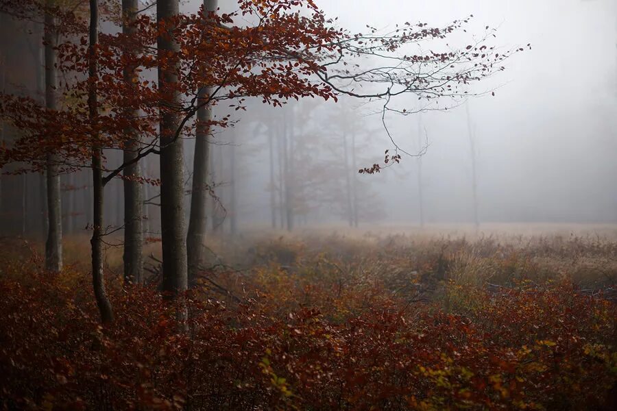 Пасмурная осень фото Wolfgang Schrittwieser - Passionate Nature And Landscape Photographer From Austr