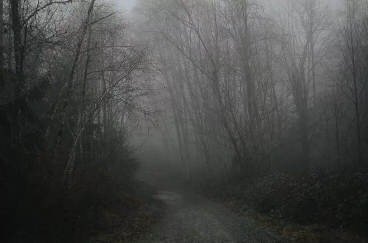 Пасмурный лес фото Pin on Где-то там, где я Country roads, Outdoor, Road