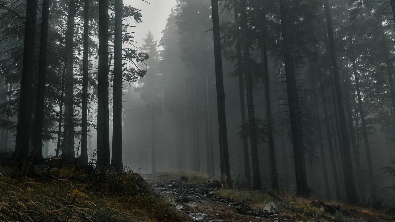 Пасмурный лес фото Обои тропа, лес, деревья, туман, темный картинки на рабочий стол, фото скачать б