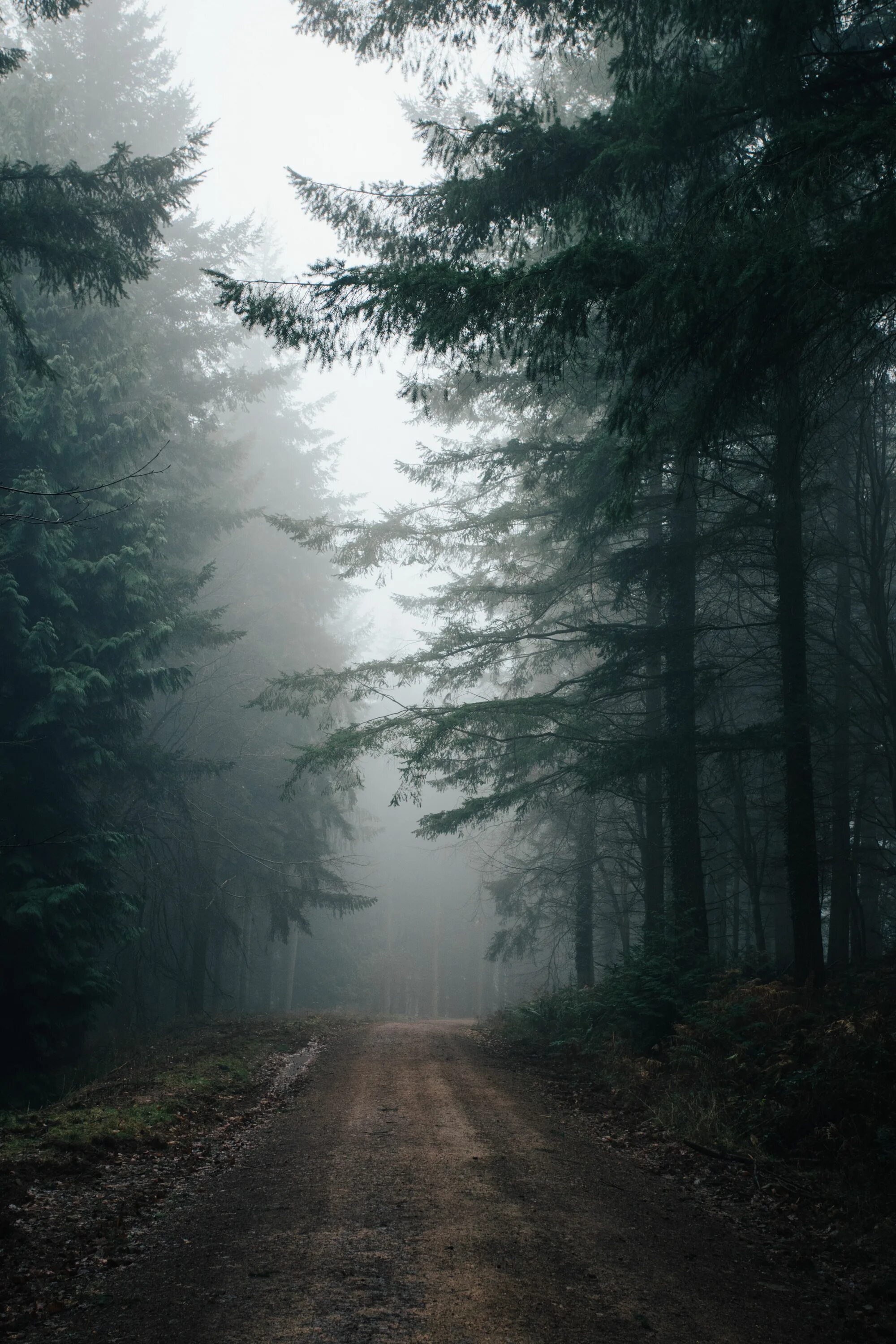 Пасмурный лес фото Conifers, dirt road, fog, empty, foggy