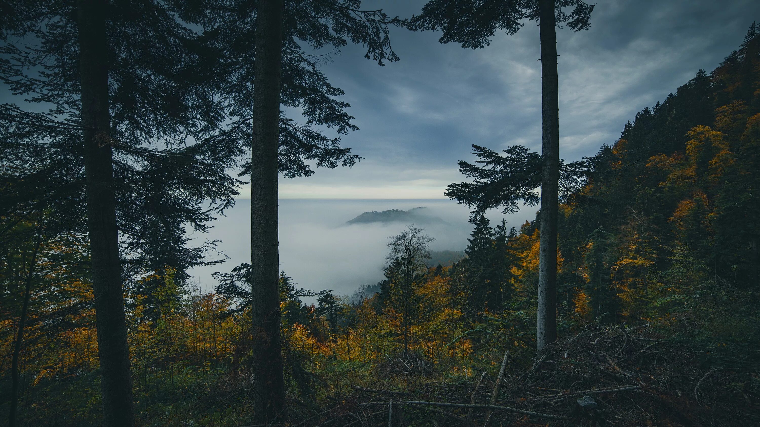 Пасмурный лес фото Download wallpaper autumn, forest, clouds, trees, branches, fog, overcast, mount