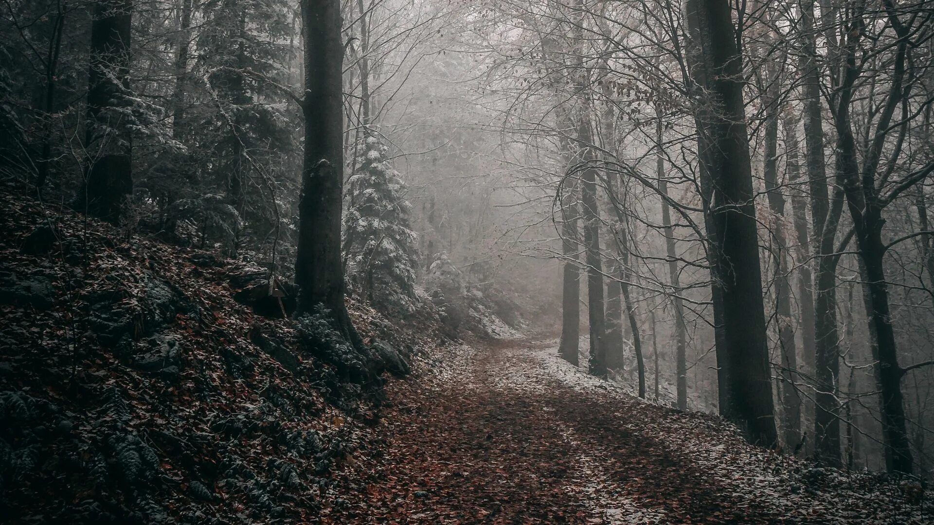 Пасмурный лес фото Pin auf Forest Wallpaper