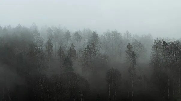 Пасмурный лес фото Pin by joann on blackandwhite Nature photos, Landscape, Nature